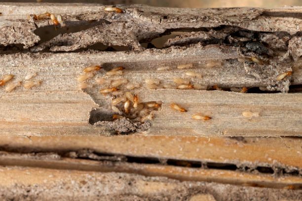 Best Mosquito Control Services  in Tatamy, PA