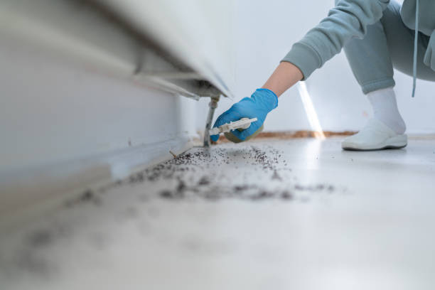 Reliable Tatamy, PA Pest Control Solutions